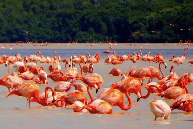 Biosphere Reserve (Flamingo Reserve)